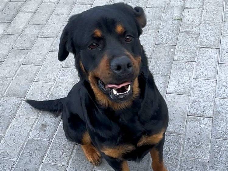 Adotta un cane, taglia media, femmina, Milano