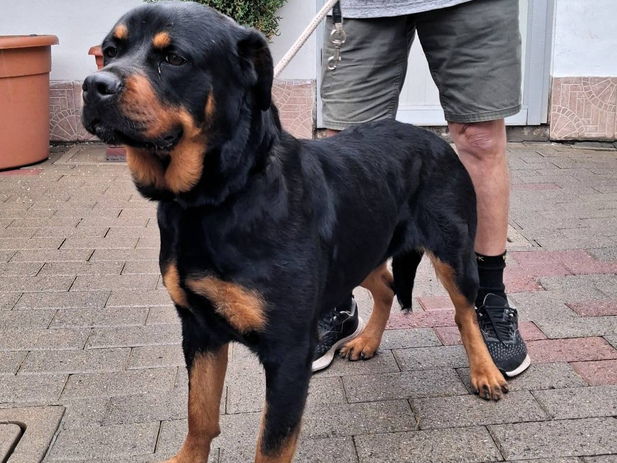 Vuoi adottare un cane a Milano?