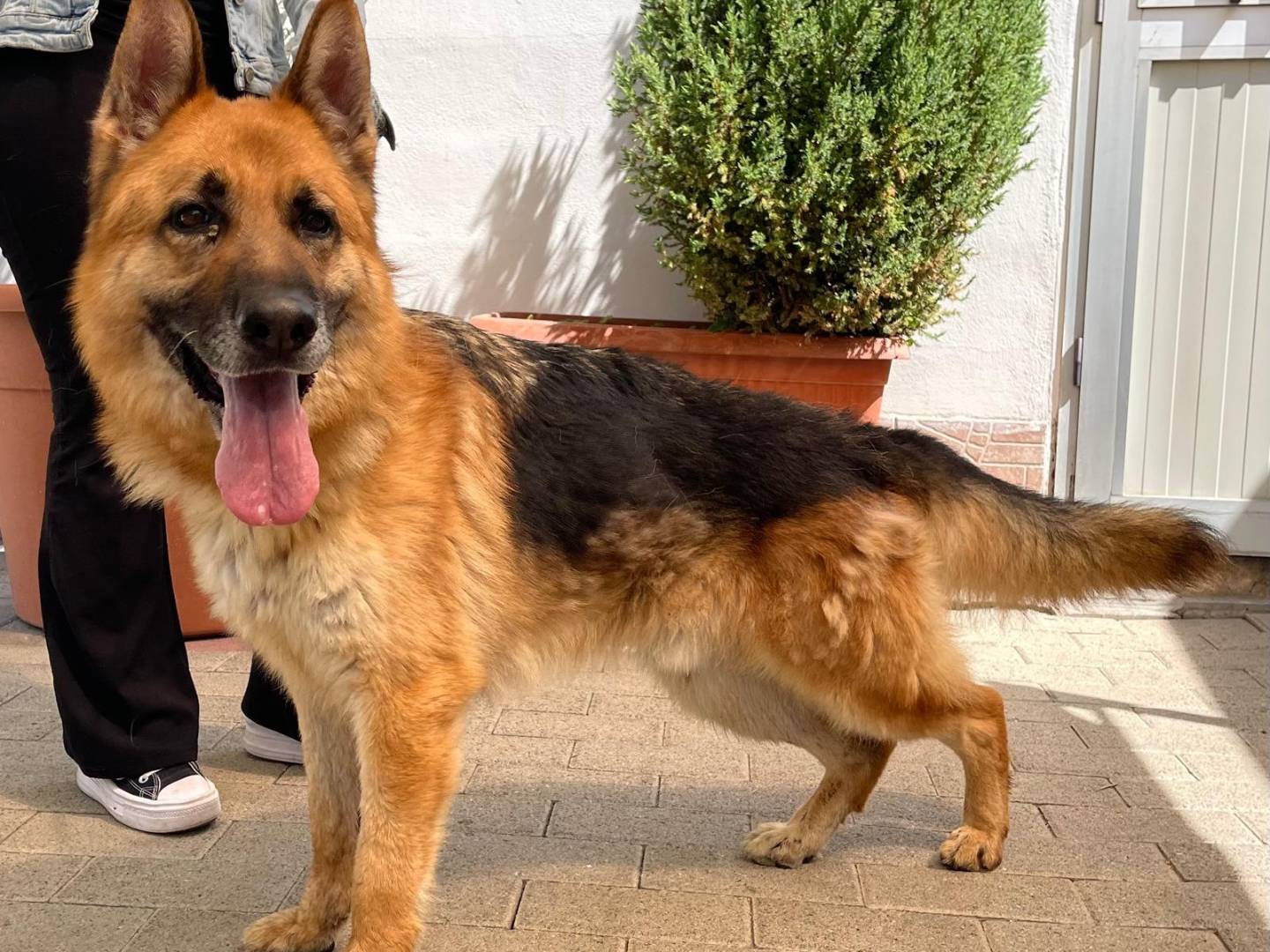 Adozione cane, maschio, Razza sconosciuta Razza sconosciuta, 7 anni e 1 mese, taglia media, Milano