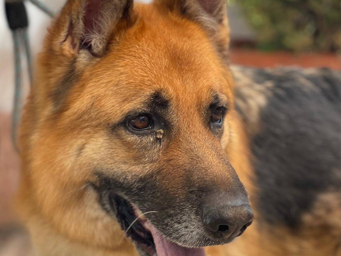 Adotta un cane, taglia media, maschio, Milano