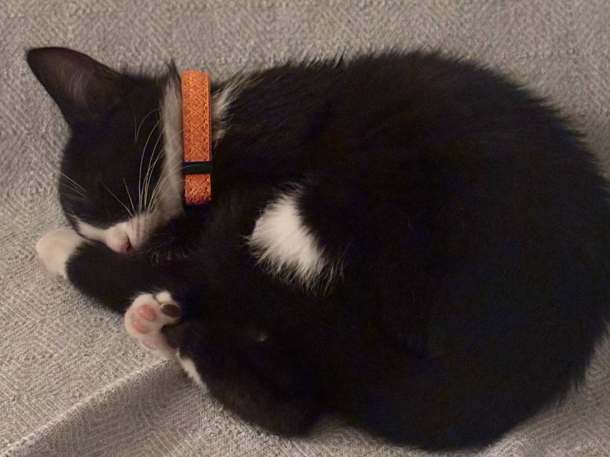 Adozione gatto, femmina, Razza sconosciuta Razza sconosciuta, 8 mesi, taglia non valida, Matera