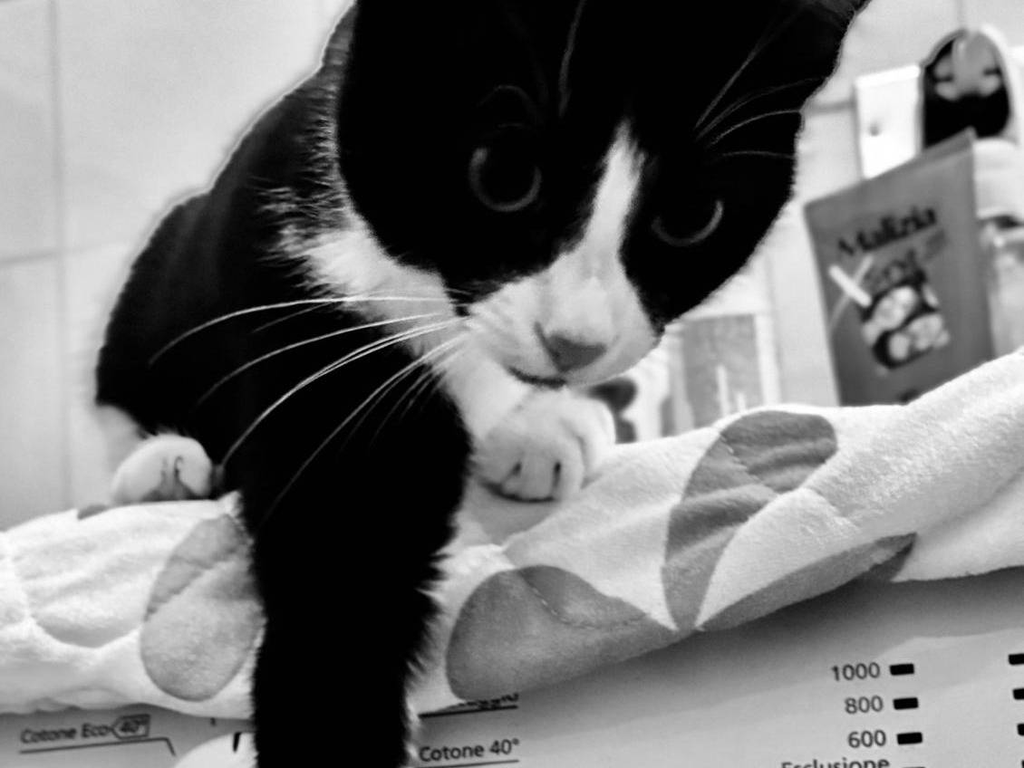Adotta un gatto, taglia non valida, femmina, Matera
