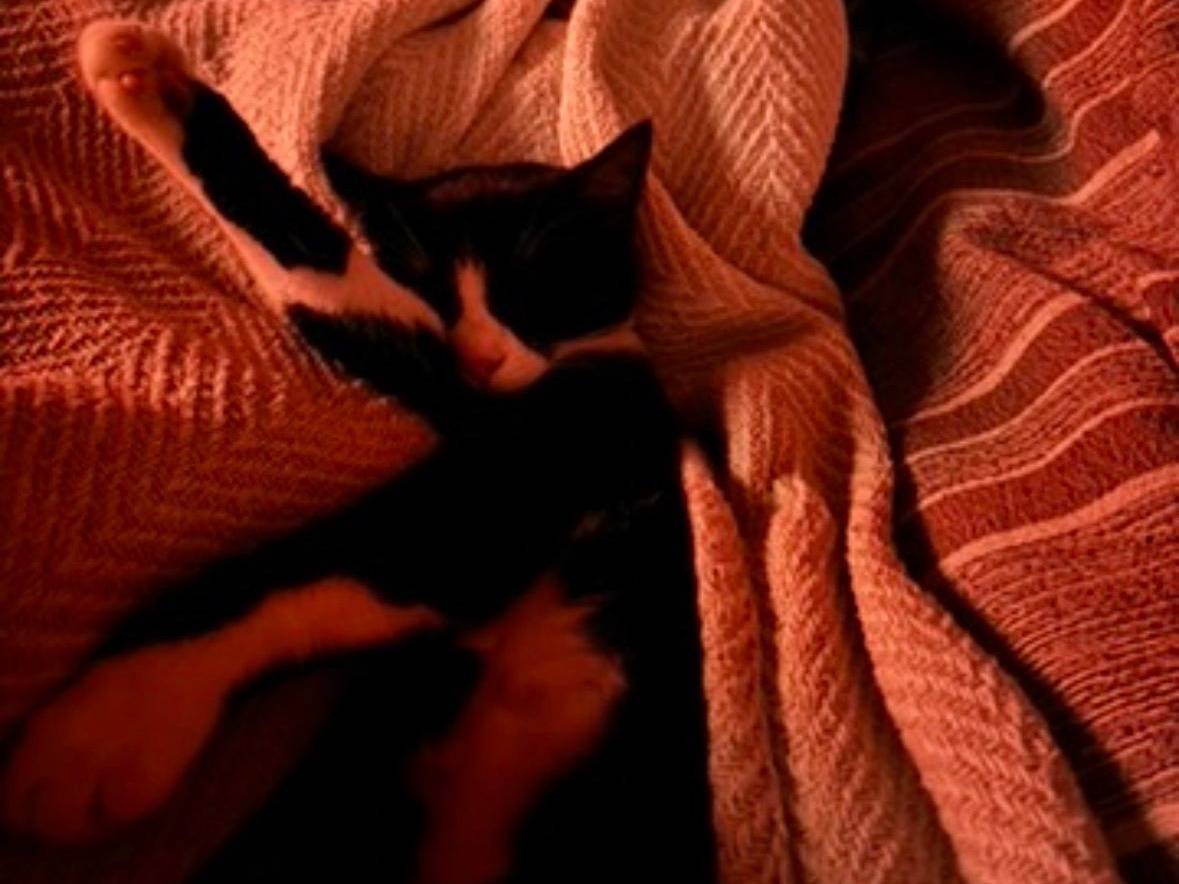 Vuoi adottare un gatto a Matera?