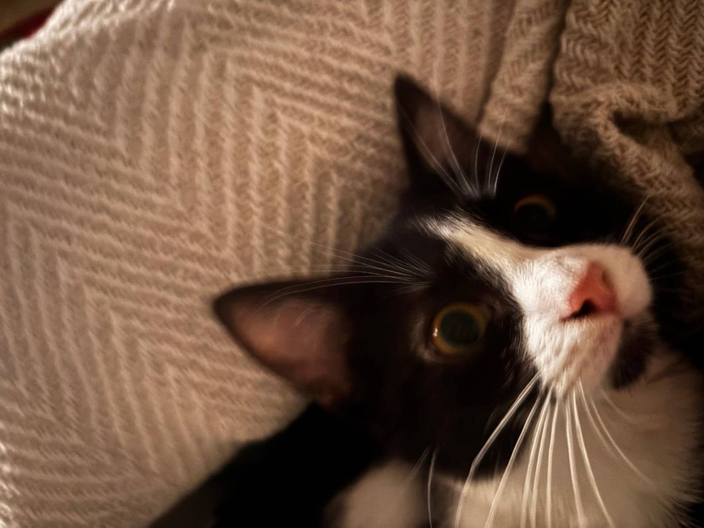 Adotta il gatto Zoe a Matera