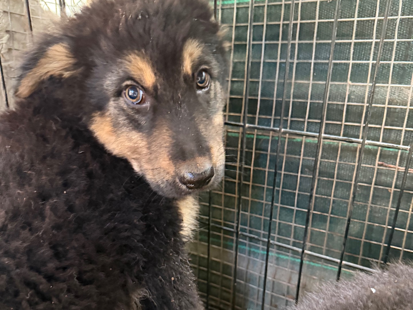 Adozione cane, maschio, Razza sconosciuta Razza sconosciuta, 2 mesi, taglia grande, Bologna