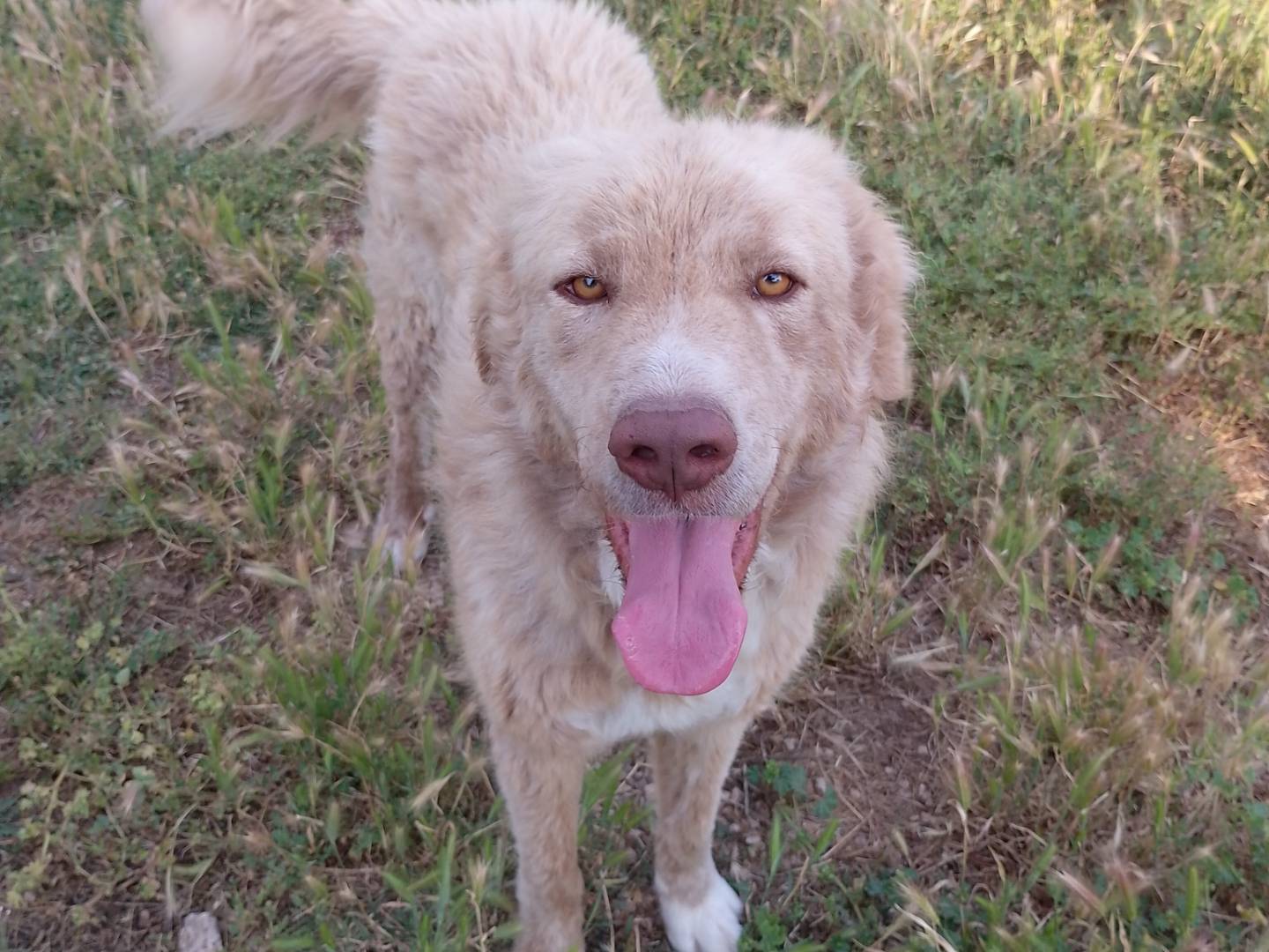 Vuoi adottare un cane a Siracusa?