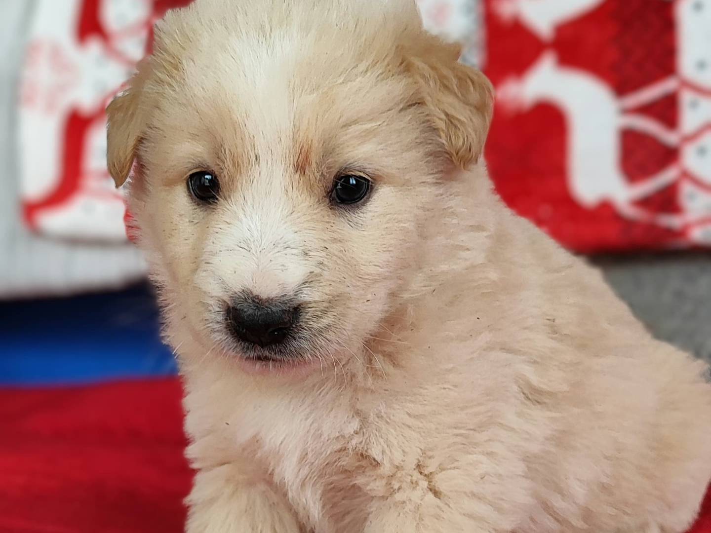 Adozione cane, maschio, Pastore maremmano Golden Retriever, 1 mesi, taglia grande, Milano