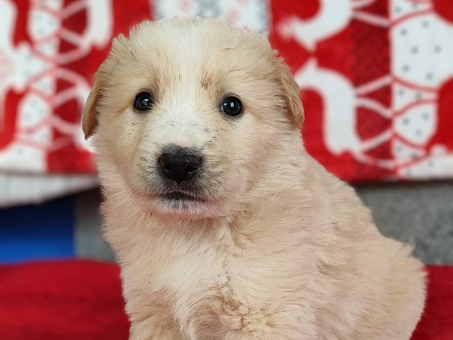 Adotta un cane, maschio, 1 mesi, Milano