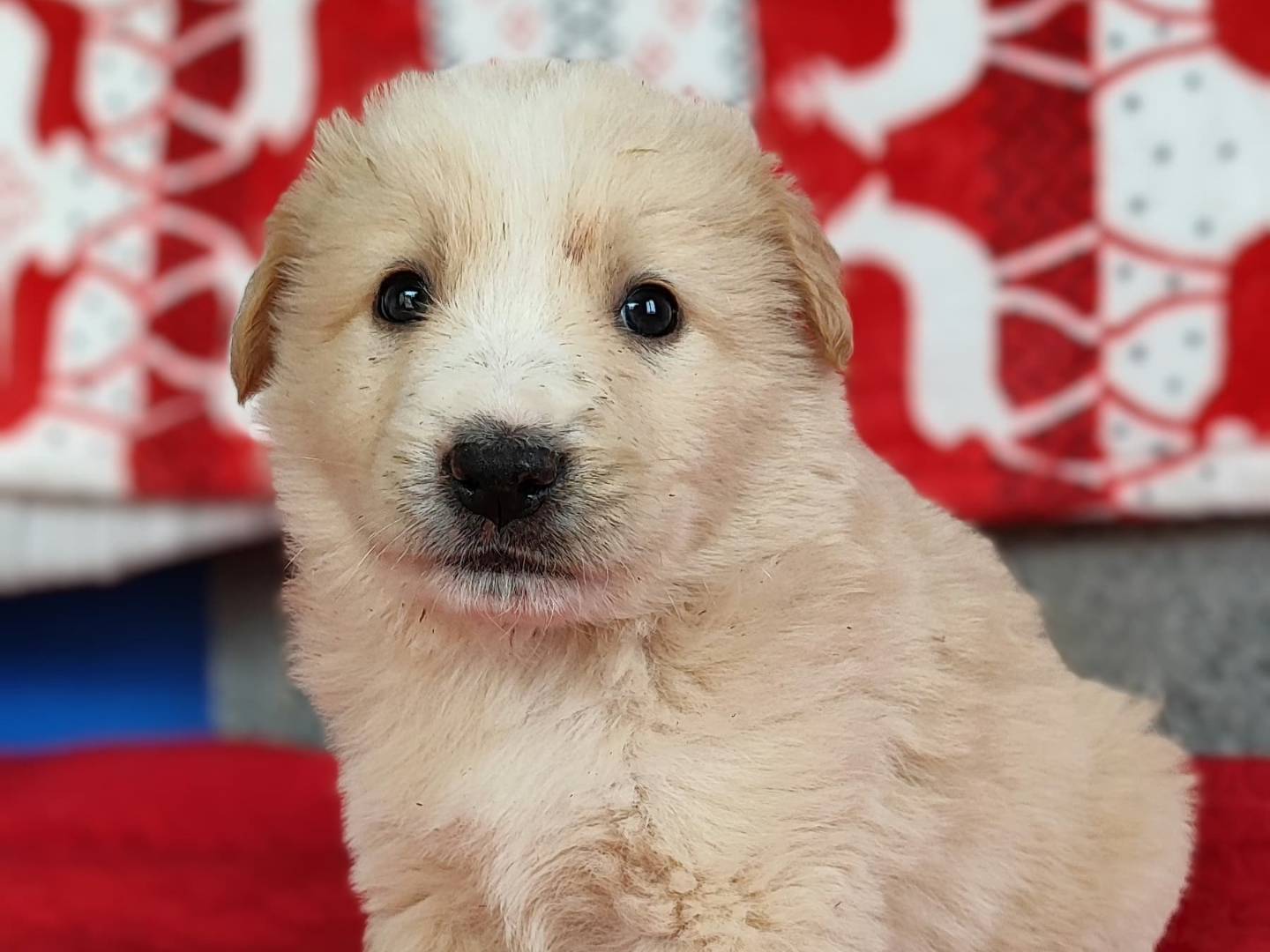 Adotta un cane, taglia grande, maschio, Milano