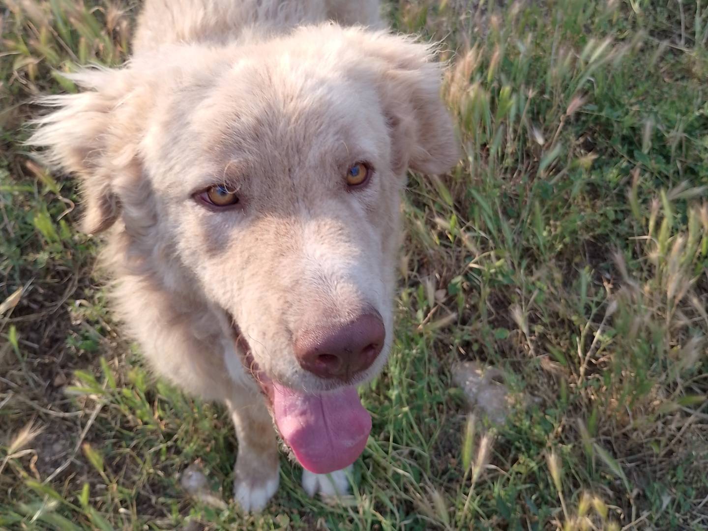 Adotta un cane, taglia gigante, maschio, Siracusa