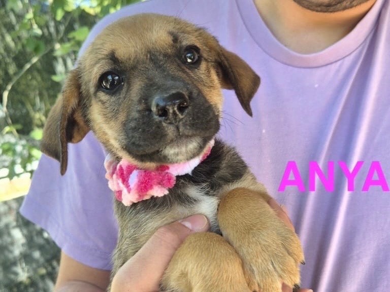 Adozione cane, femmina, Razza sconosciuta Razza sconosciuta, 2 mesi, taglia media, Chieti