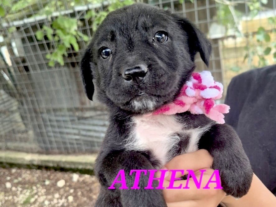 Adotta un cane, taglia media, femmina, Chieti