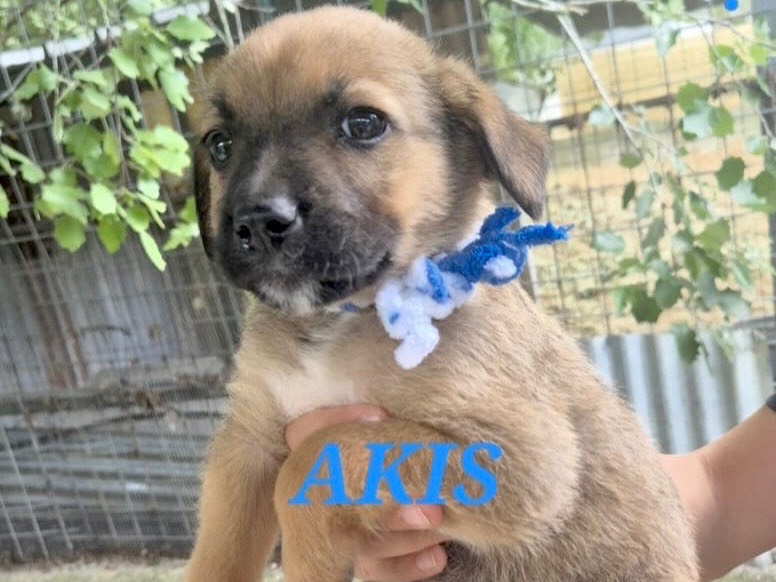 Vuoi adottare un cane a Chieti?