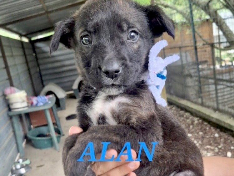 Adotta il cane Anya  a Chieti