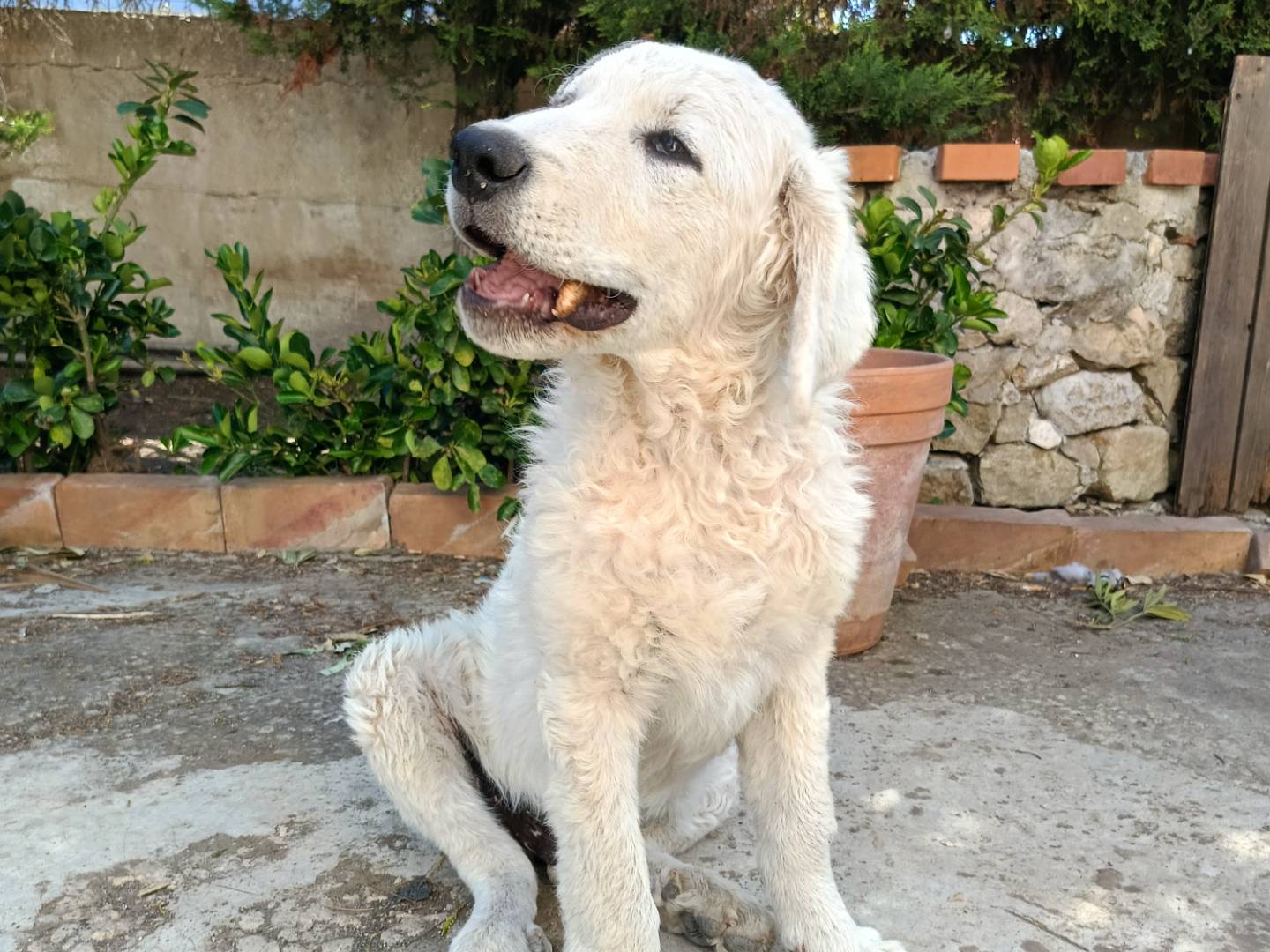 Vuoi adottare un cane a Siracusa?