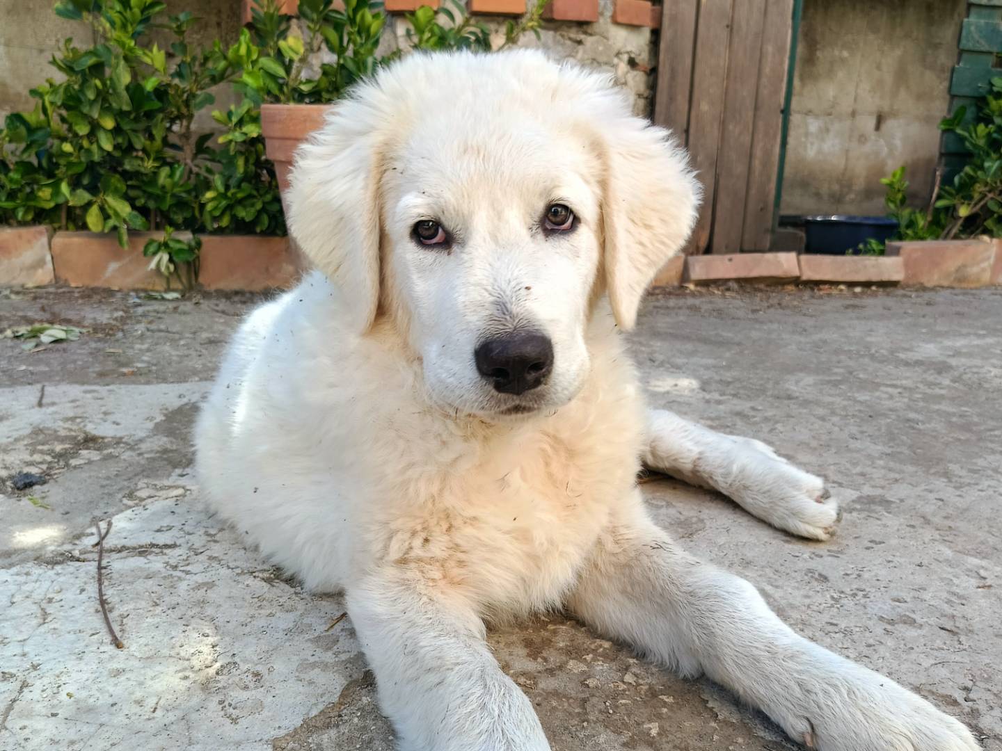 Vuoi adottare un cane a Siracusa?