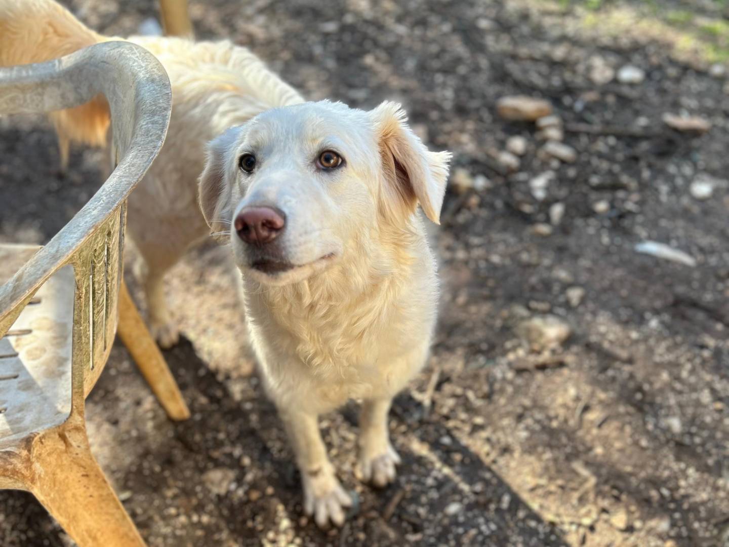 Adozione cane, femmina, Razza sconosciuta Razza sconosciuta, 3 anni e 4 mesi, taglia media, Bari
