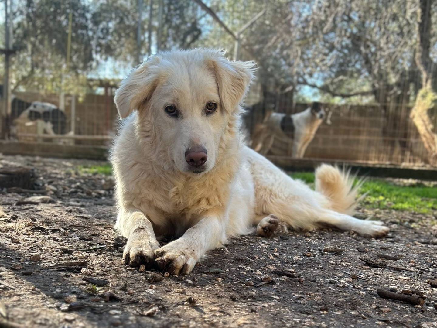 Adotta un cane, femmina, 3 anni e 4 mesi, Bari