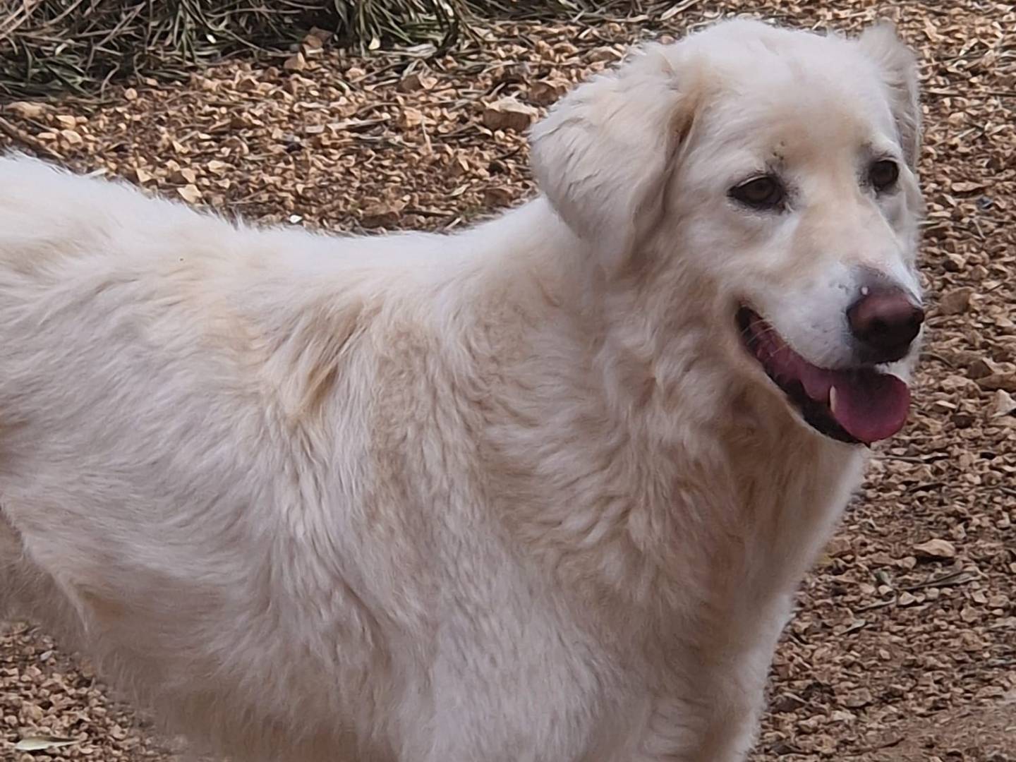 Adotta un cane, taglia media, femmina, Bari