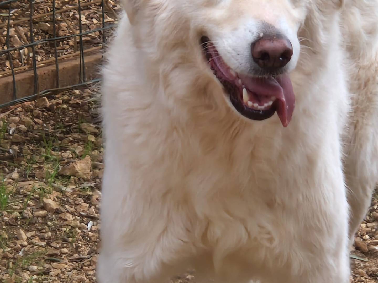 Vuoi adottare un cane a Bari?