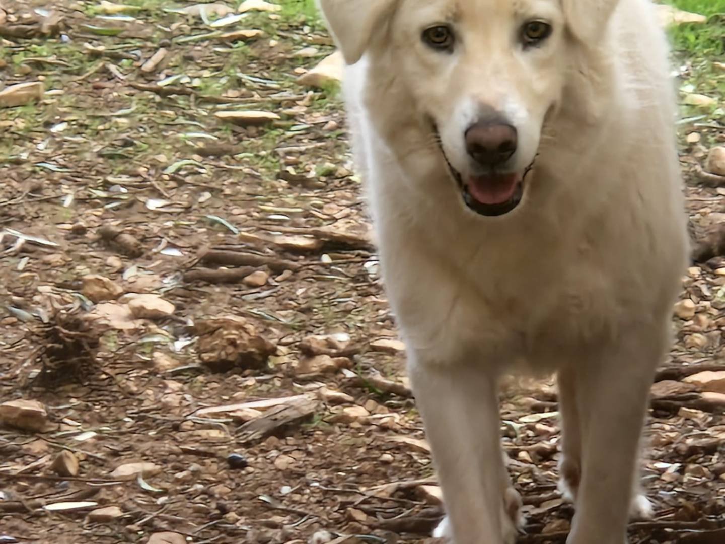 Adotta il cane Tobia e Bijoux a Bari