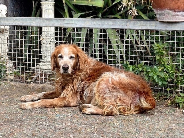 Adozione cane, maschio, Razza sconosciuta Razza sconosciuta, 8 anni e 3 mesi, taglia media, Roma