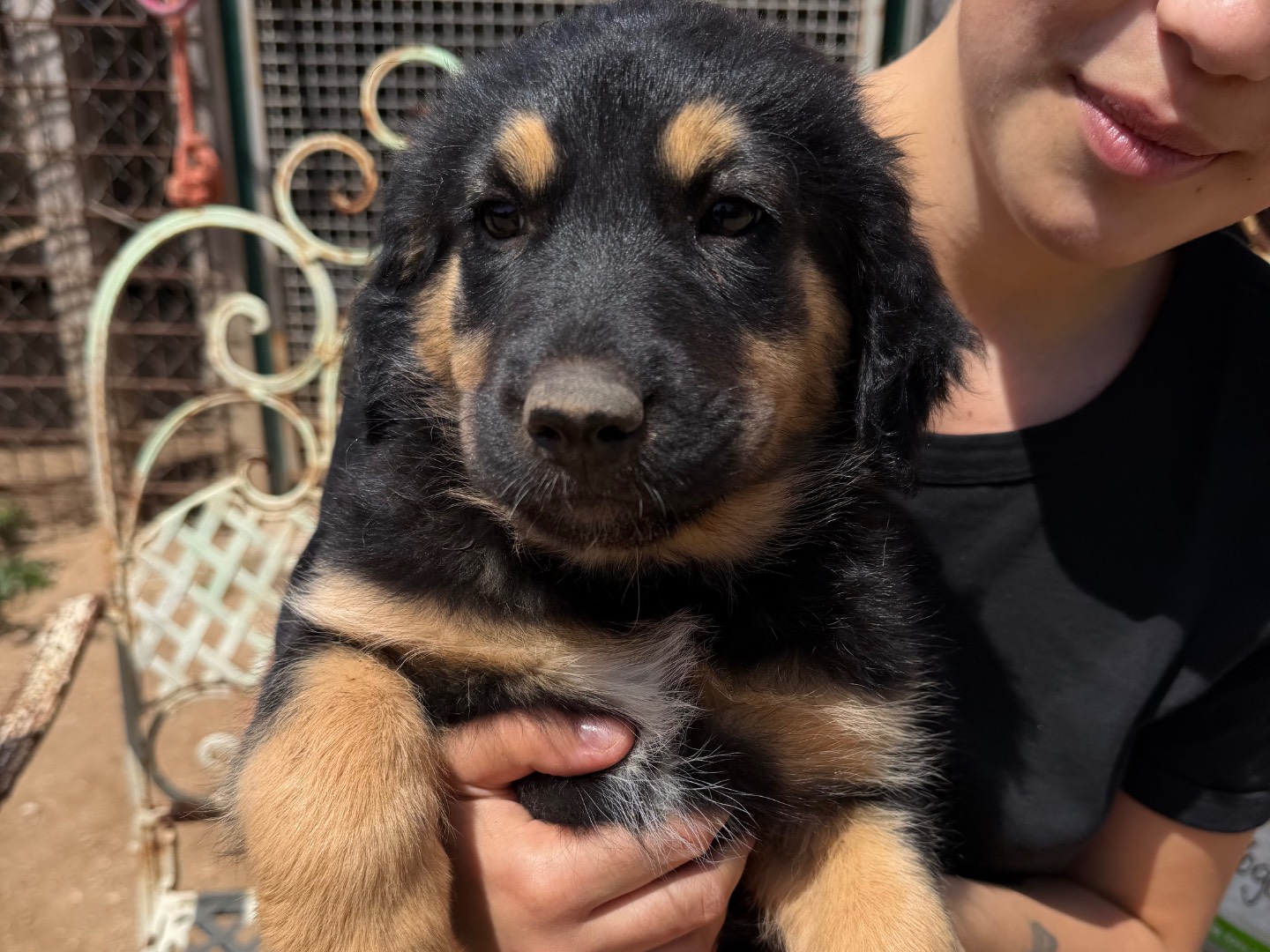 Adozione cane, femmina, Razza sconosciuta Razza sconosciuta, 3 mesi, taglia grande, Roma