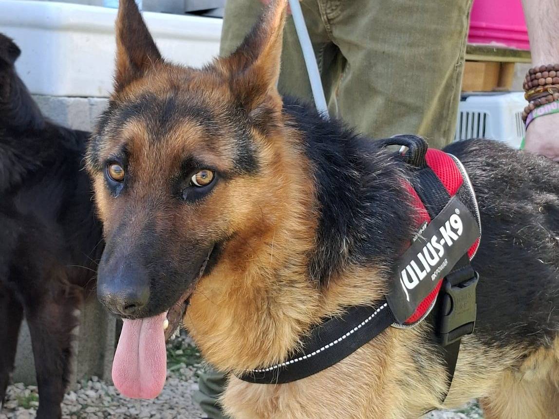 Adozione cane, maschio, Pastore tedesco Razza sconosciuta, 1 anno, taglia media, Cuneo