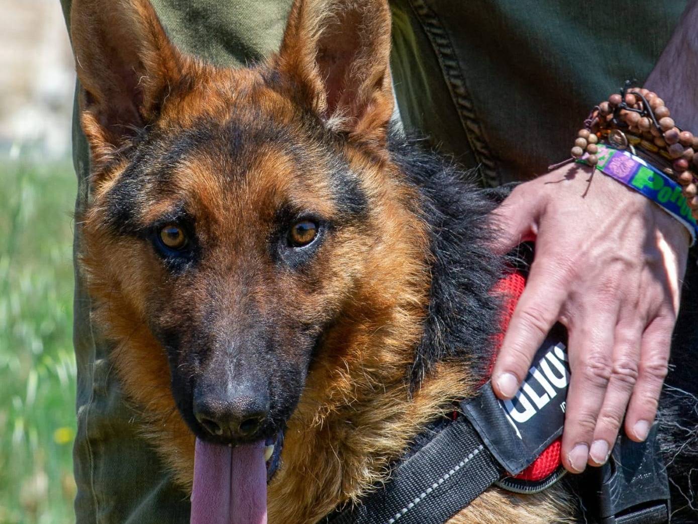 Adotta un cane, taglia media, maschio, Cuneo