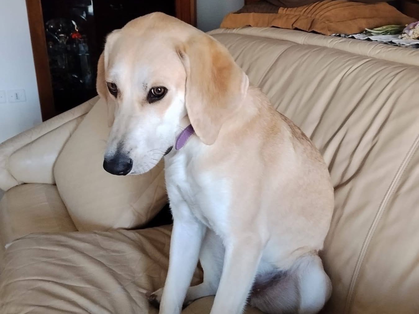 Adozione cane, femmina, Razza sconosciuta Razza sconosciuta, 8 mesi, taglia media, Catanzaro