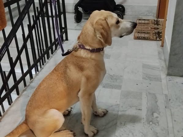 Adotta un cane, femmina, 8 mesi, Catanzaro