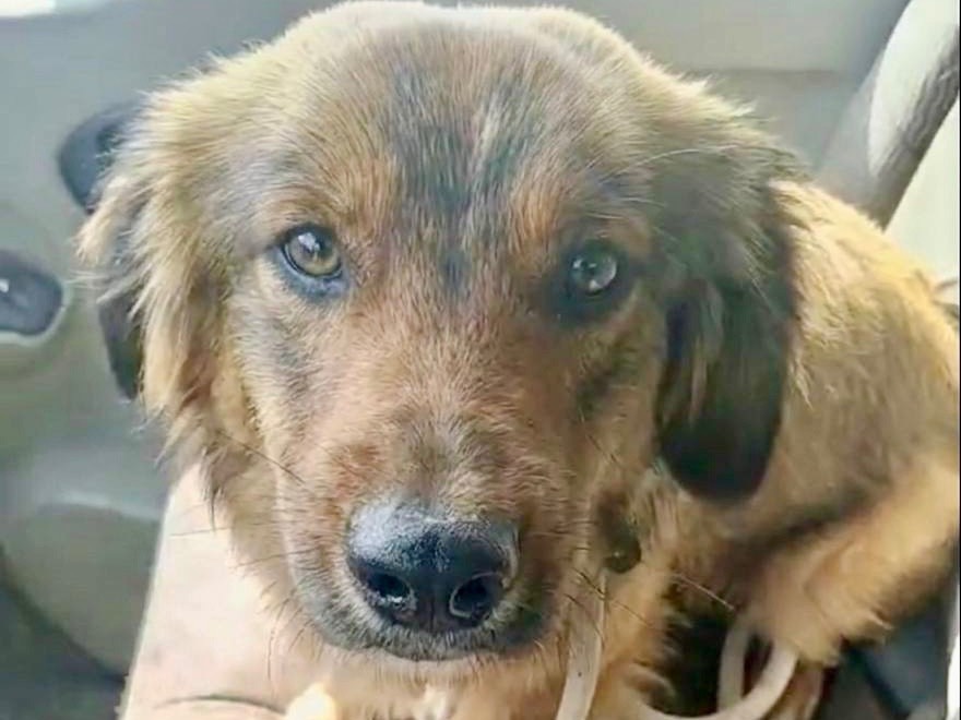 Adotta un cane, maschio, 9 mesi, Roma
