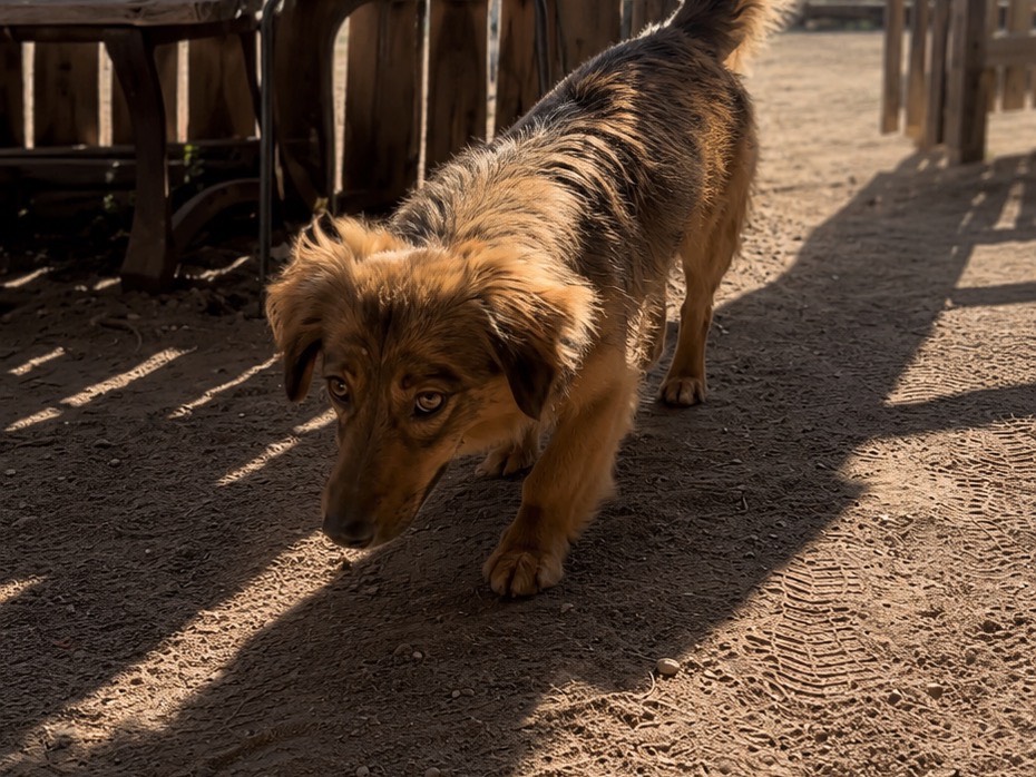 Adotta un cane, taglia piccola, maschio, Roma