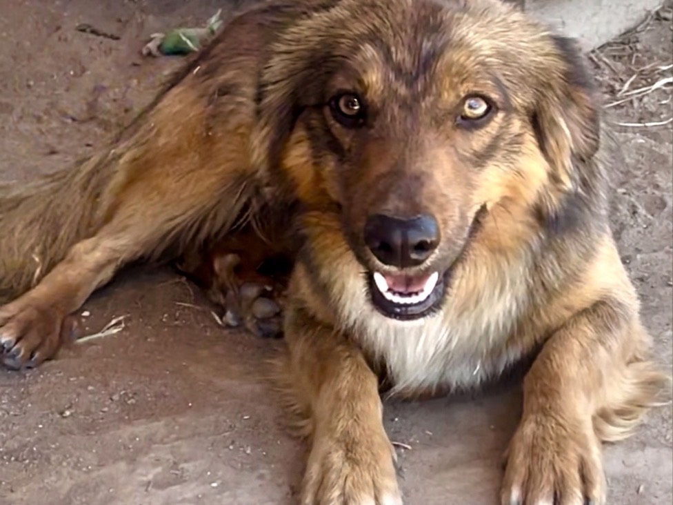 Adozione cane, maschio, Razza sconosciuta Razza sconosciuta, 9 mesi, taglia piccola, Roma