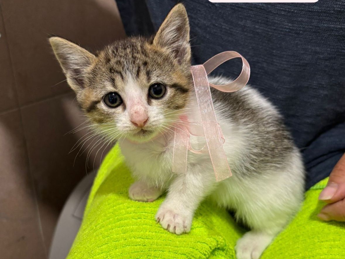 Adozione gatto, femmina, Razza sconosciuta Razza sconosciuta, 2 mesi, taglia non valida, Cosenza