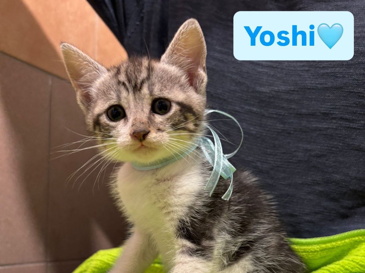 Adozione gatto, maschio, Razza sconosciuta Razza sconosciuta, 2 mesi, taglia non valida, Cosenza