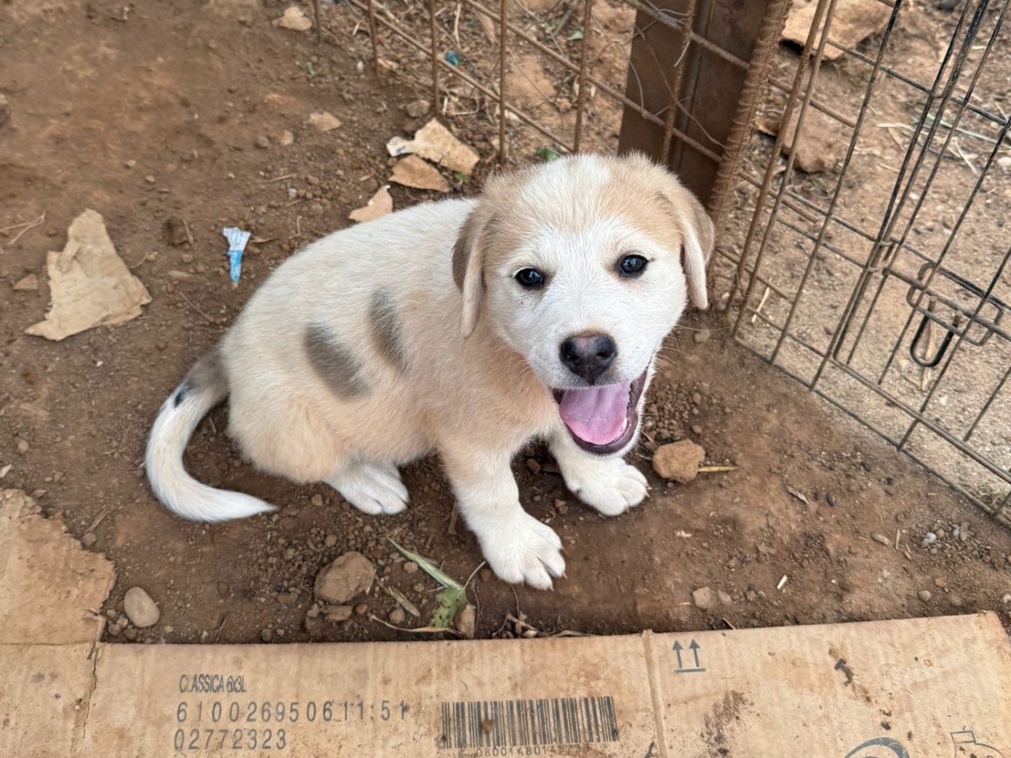 Adotta un cane, taglia media, femmina, Cosenza