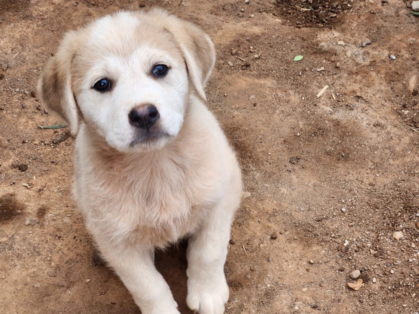 Adotta un cane, femmina, 2 mesi, Cosenza