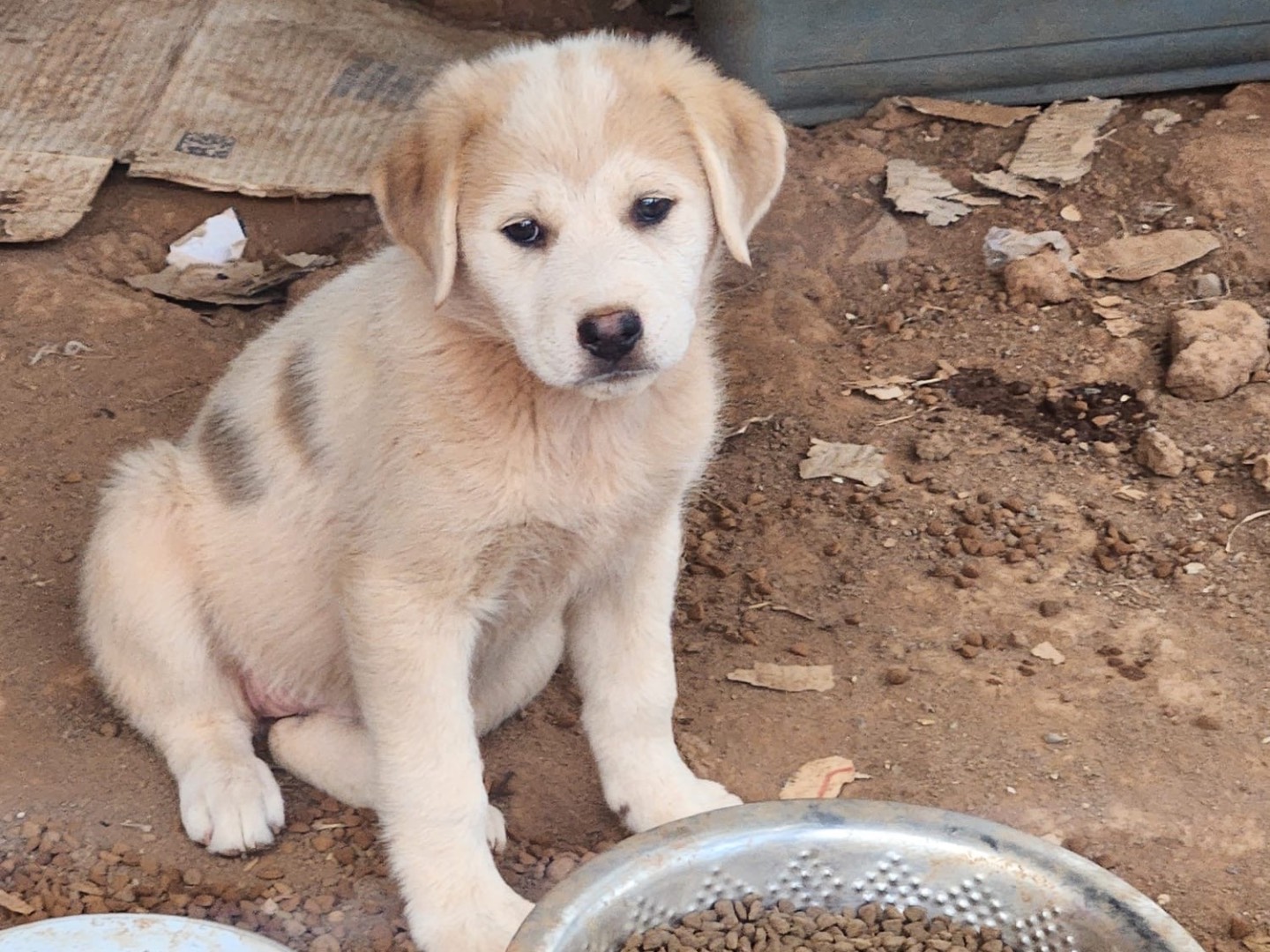 Adozione cane, femmina, Siberian Husky Pastore maremmano, 2 mesi, taglia media, Cosenza