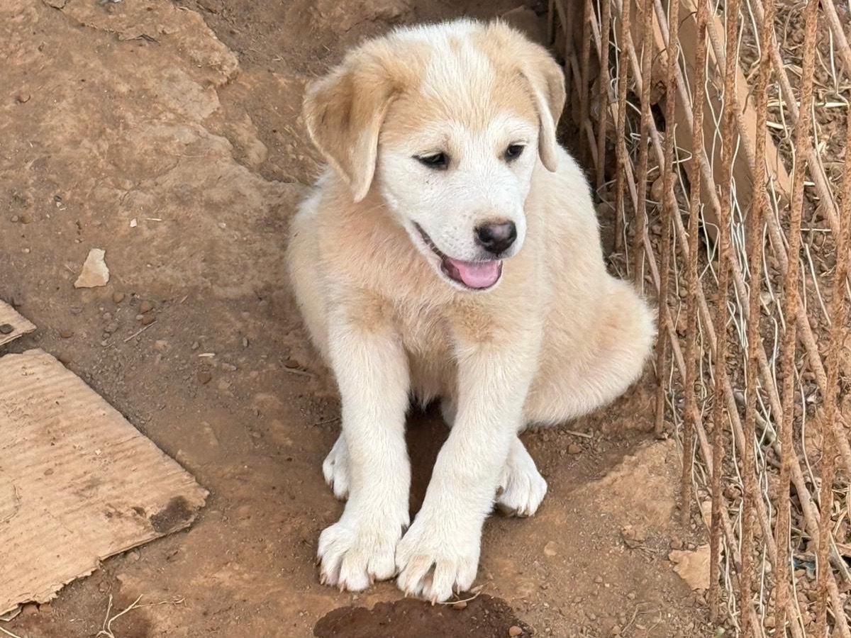 Vuoi adottare un cane a Cosenza?