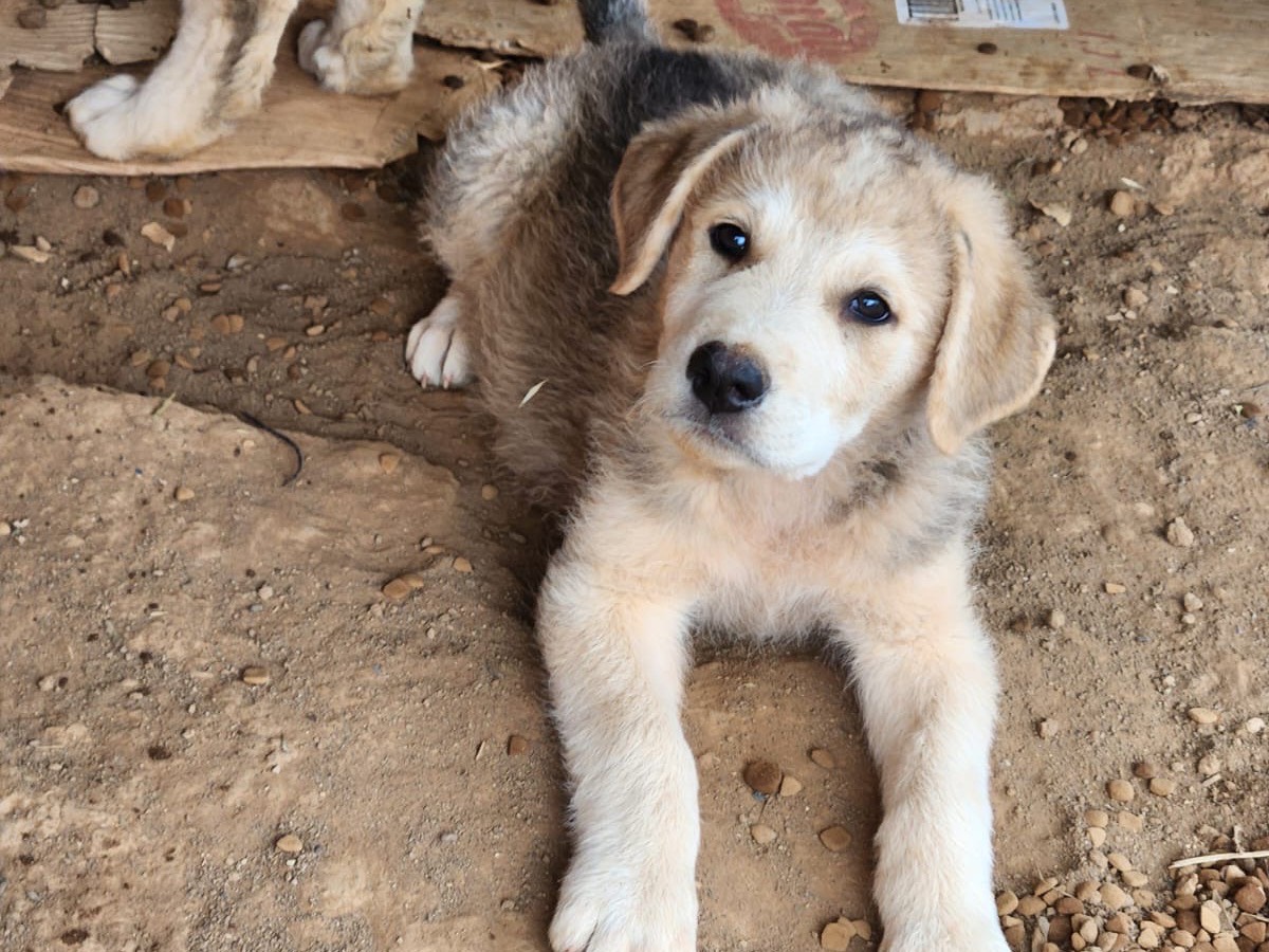 Adozione cane, maschio, Siberian Husky Pastore maremmano, 2 mesi, taglia media, Cosenza
