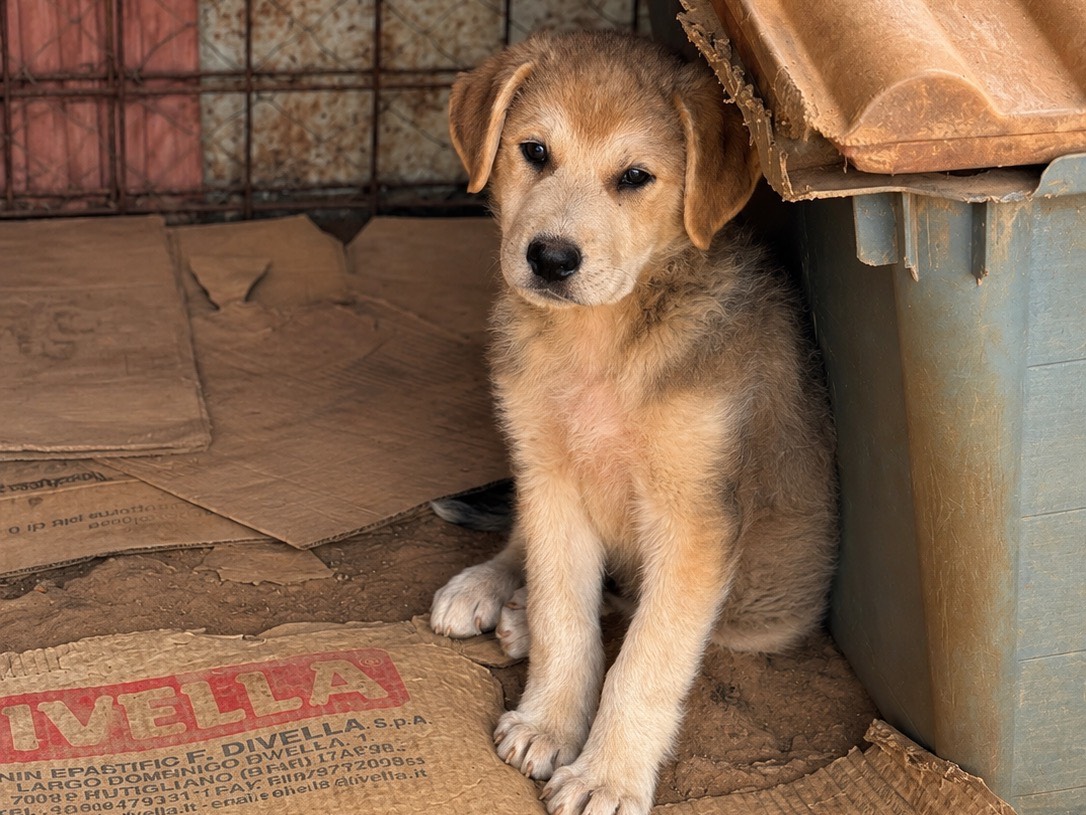 Adotta un cane, maschio, 2 mesi, Cosenza