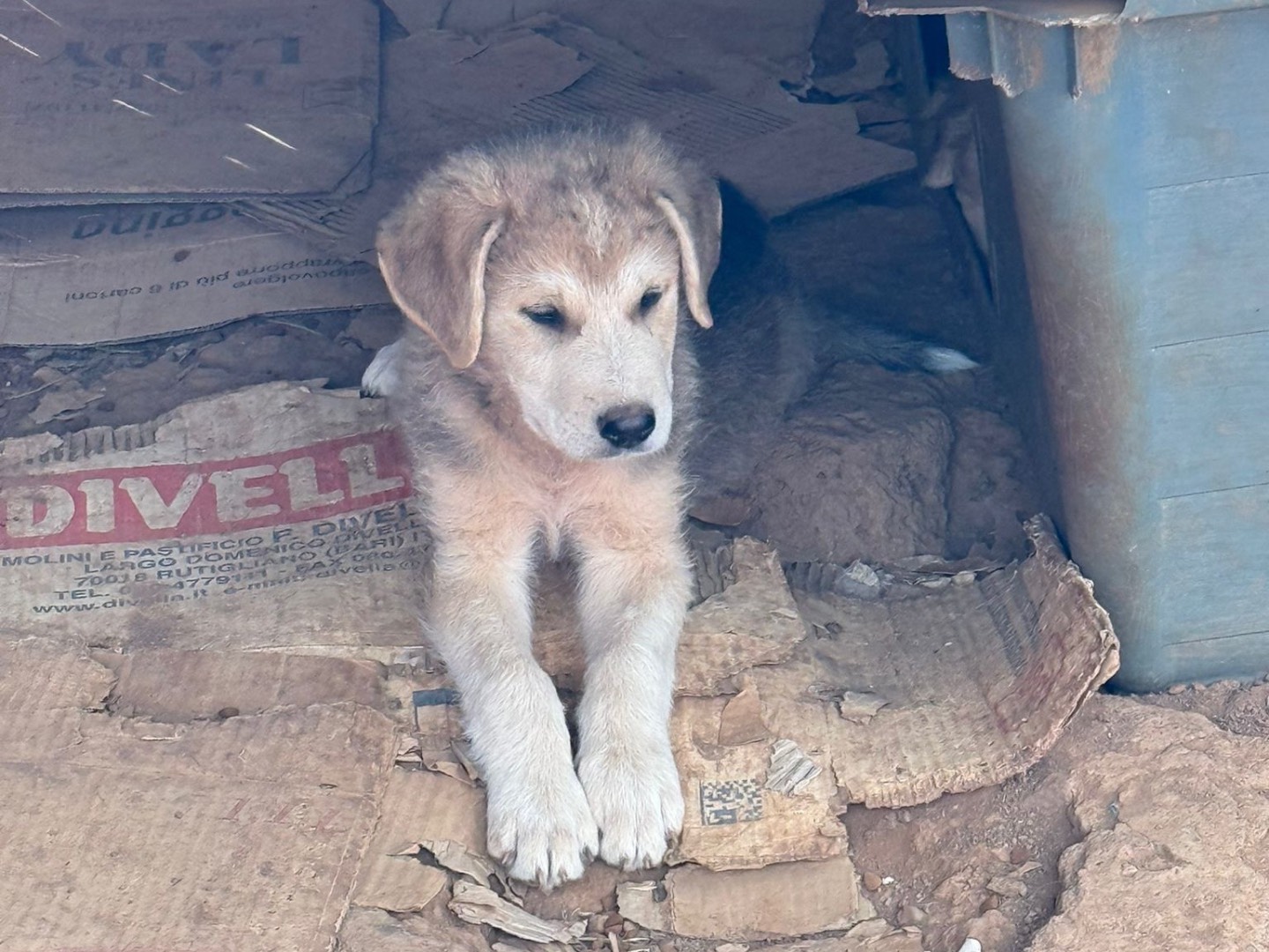 Adotta un cane, taglia media, maschio, Cosenza