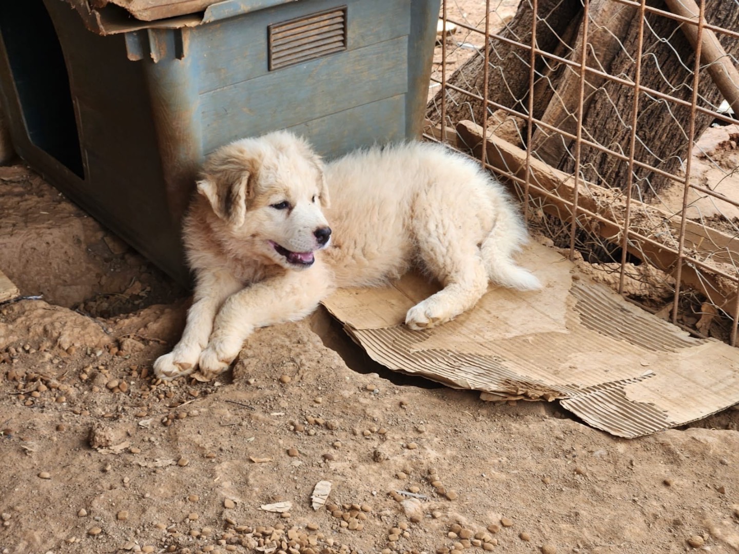 Adotta un cane, taglia grande, femmina, Cosenza