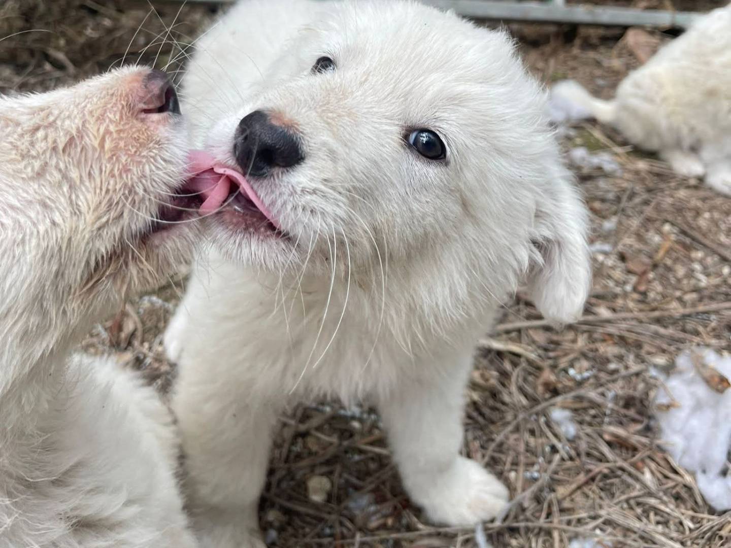 Adozione cane, maschio, Razza sconosciuta Razza sconosciuta, 2 mesi, taglia media, Frosinone