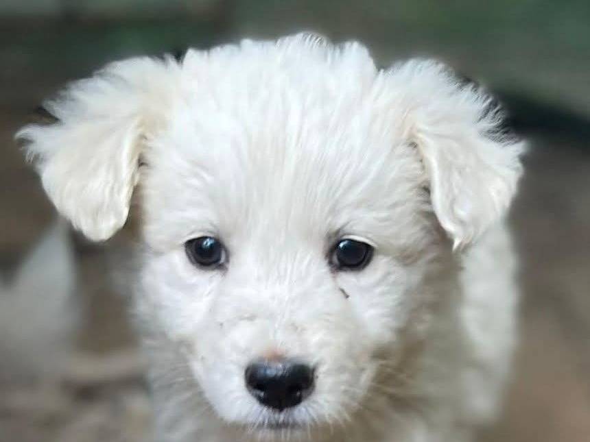 Adozione cane, femmina, Razza sconosciuta Razza sconosciuta, 2 mesi, taglia media, Frosinone