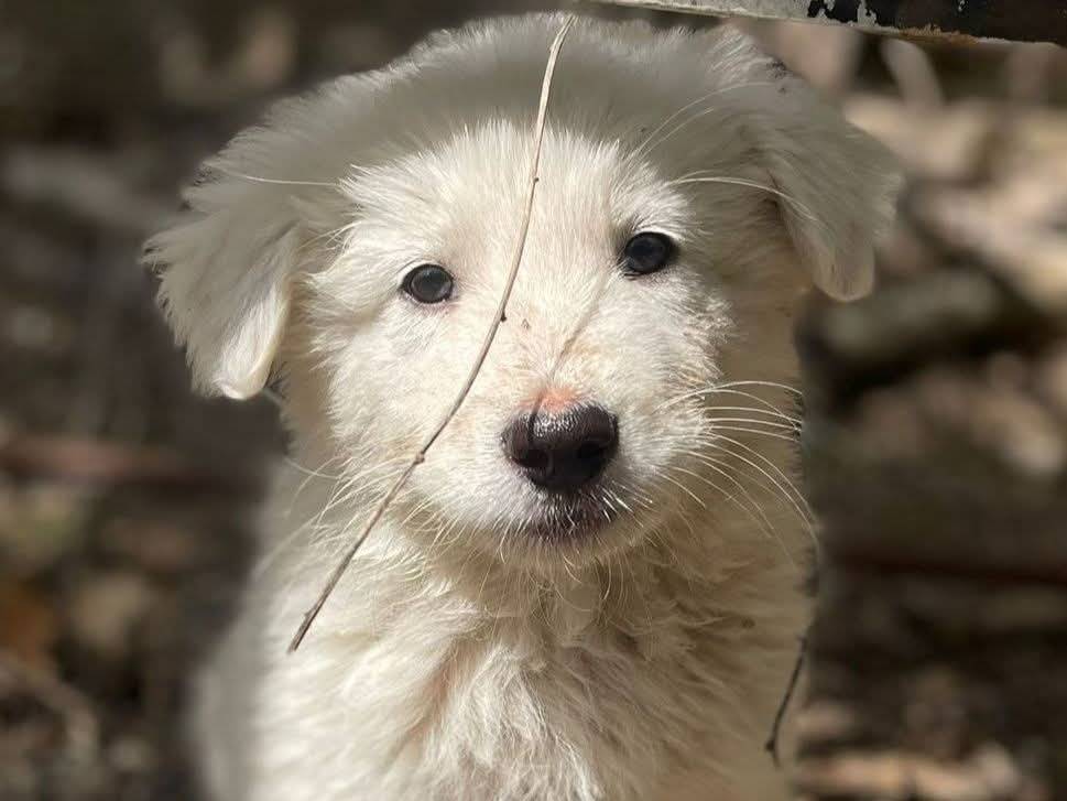 Adozione cane, femmina, Razza sconosciuta Razza sconosciuta, 2 mesi, taglia media, Frosinone