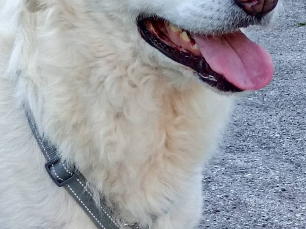 Adotta un cane, femmina, 1 anno e 9 mesi, Bari
