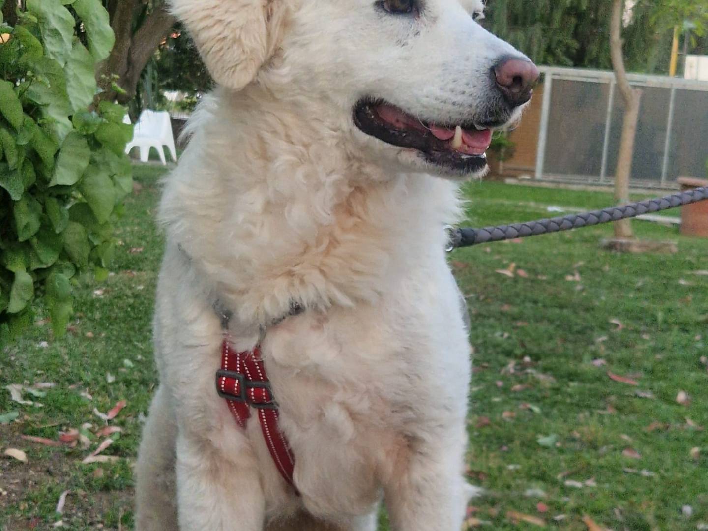 Vuoi adottare un cane a Bari?