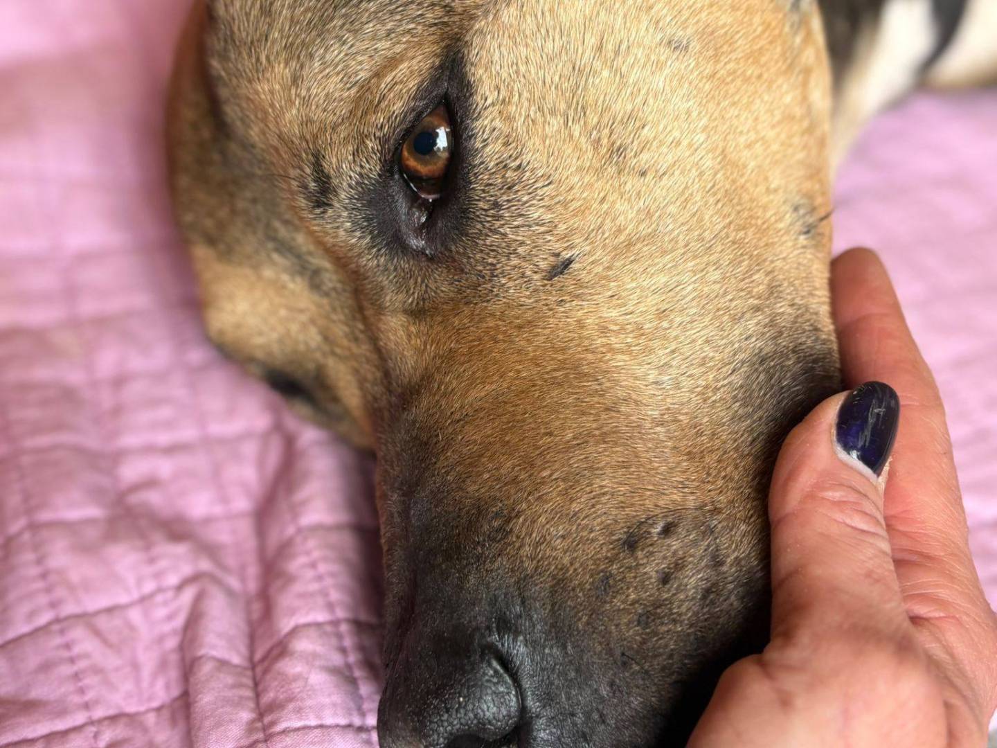 Adozione cane, maschio, Razza sconosciuta Razza sconosciuta, 3 anni e 1 mese, taglia grande, Bari